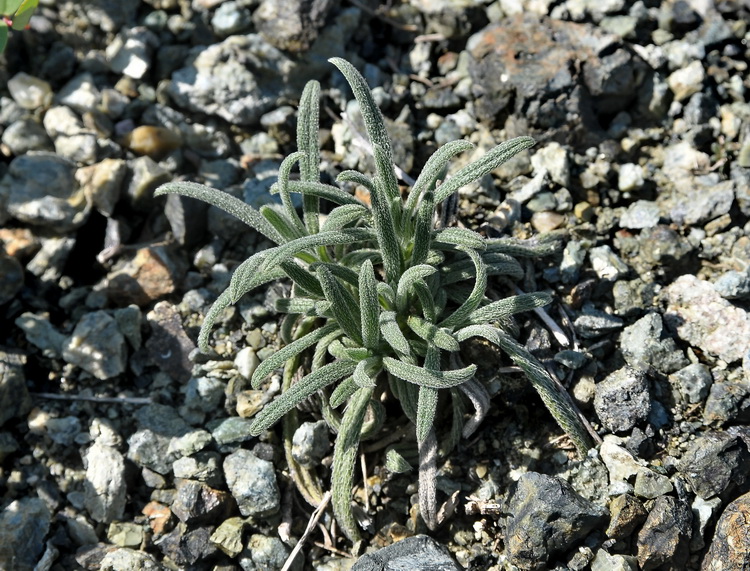 Onosma echioides / viperina comune